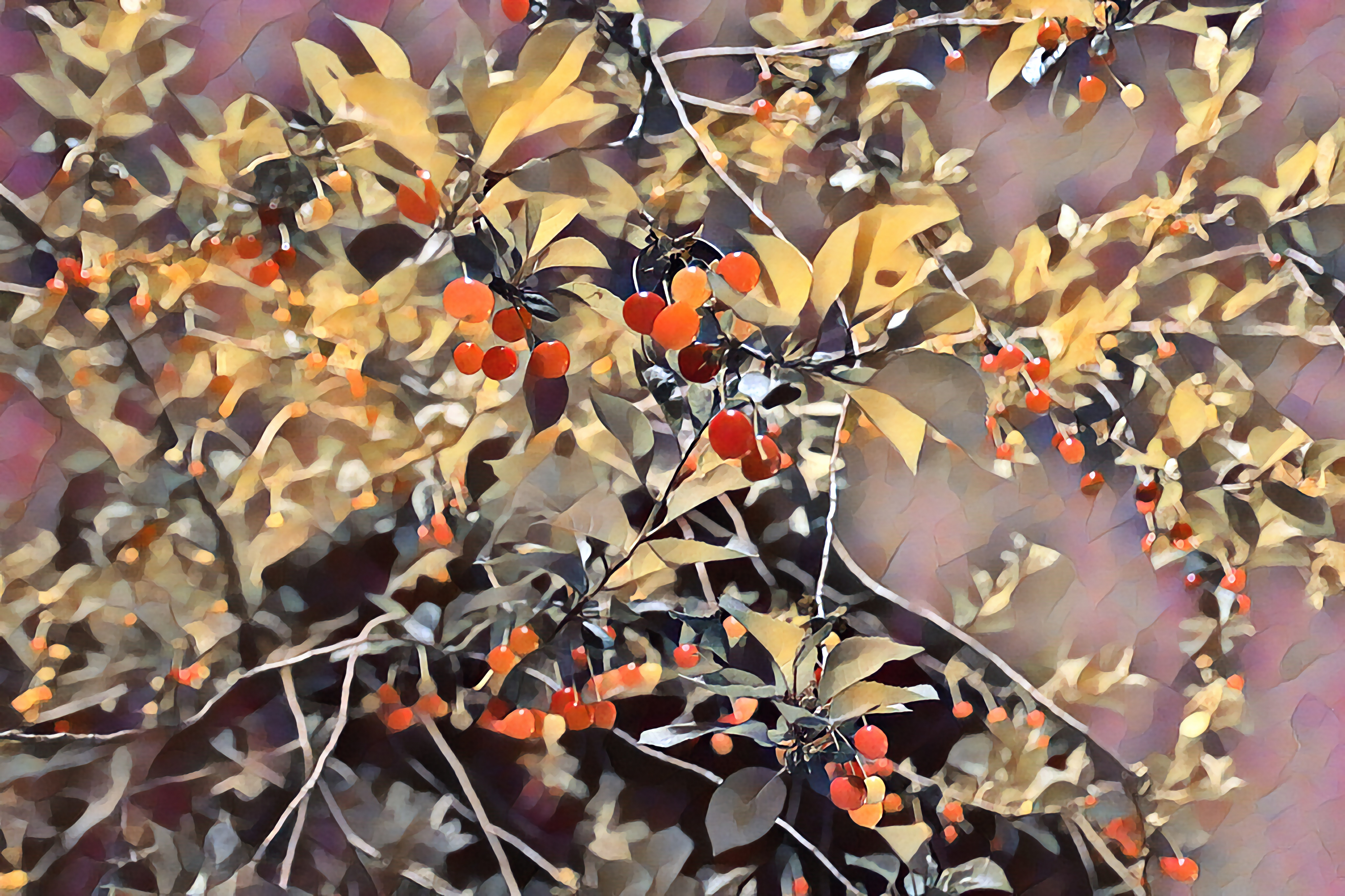 cherry tree