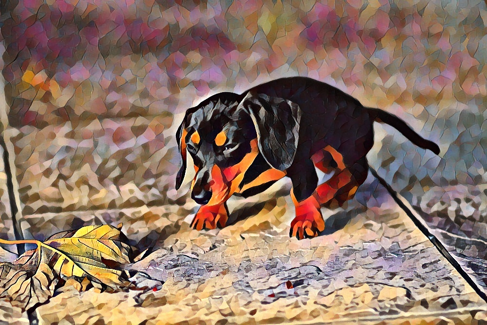 dog and leaf