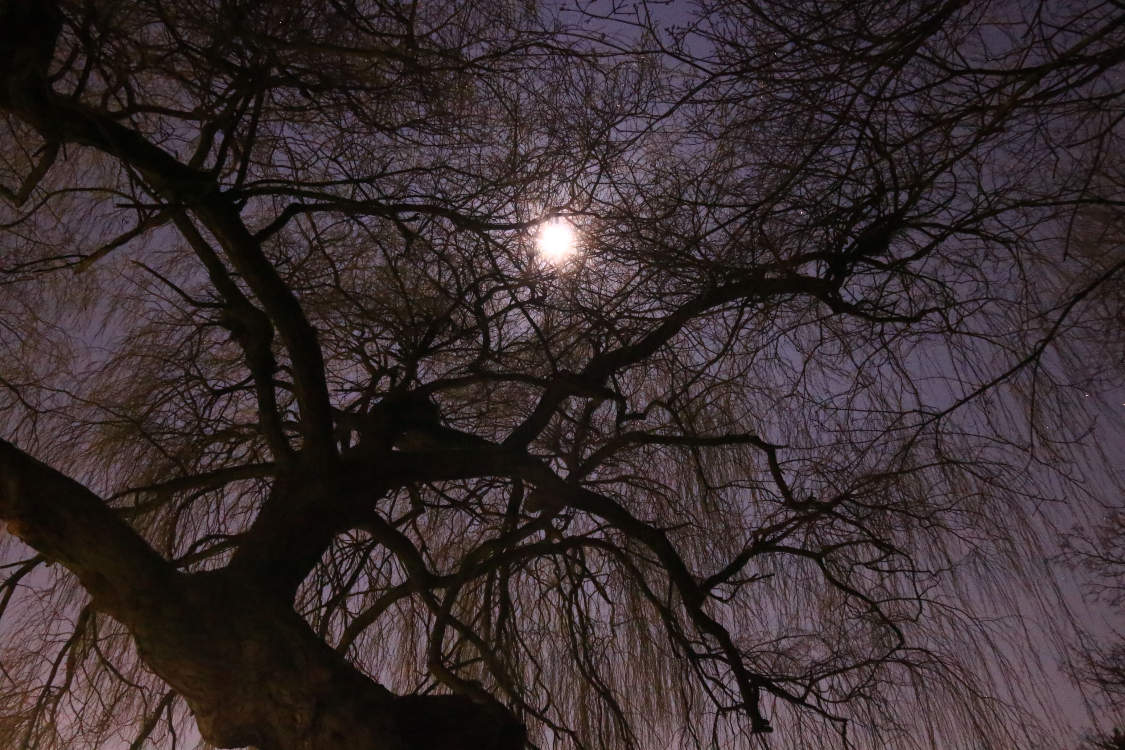 Weeping Willow