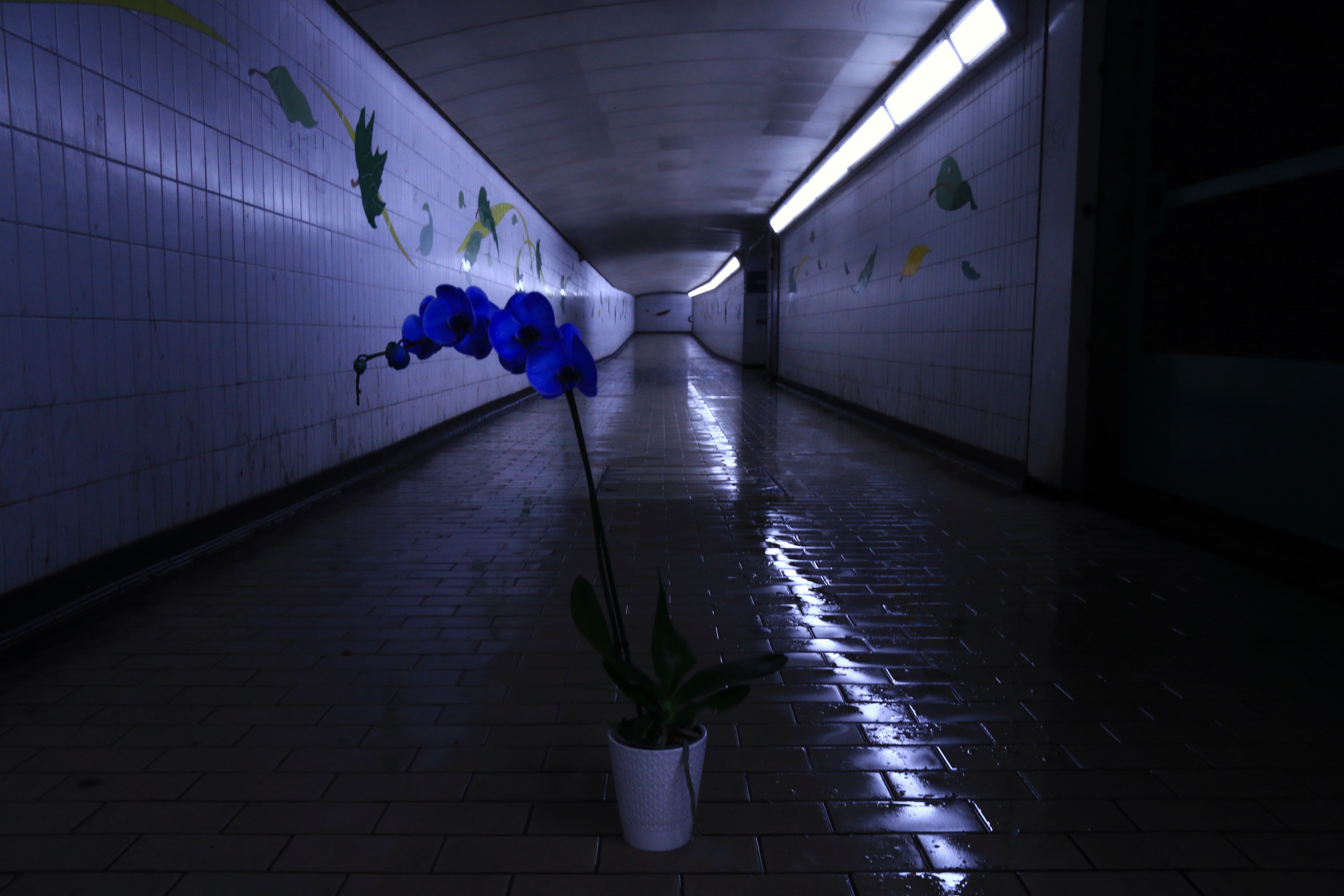 park lane underpass